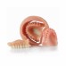 Keystone KeyMill High Impact Acrylic Denture Base PMMA Milling Disc - Original Pink - 30mm (1009311)
