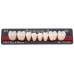 Kulzer Pala PREMIUM 6/8 NanoPearl Acrylic Teeth (Kulzers Highest Quality Full Anatomical Tooth Range) - 1 Card